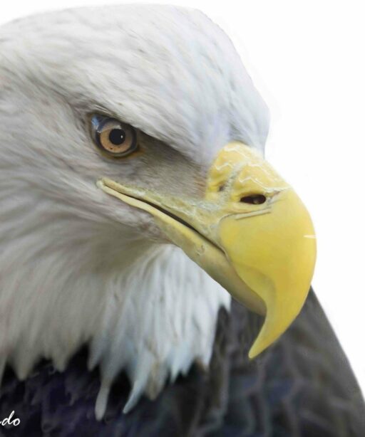 PL_Eagle head Ai clear eye 8x12 6018