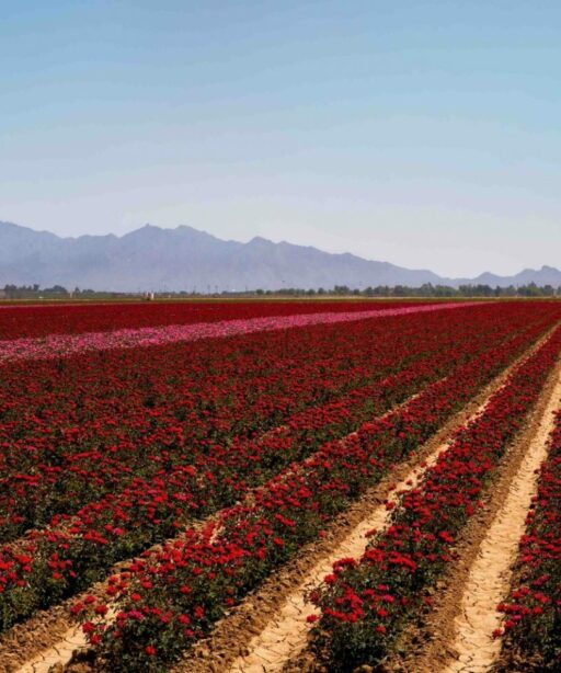 PL_Flower Rose field Ai_cat_perspective 3187 PL
