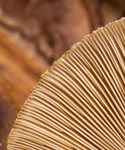PL_Leaf part mushroom texture 2967cf