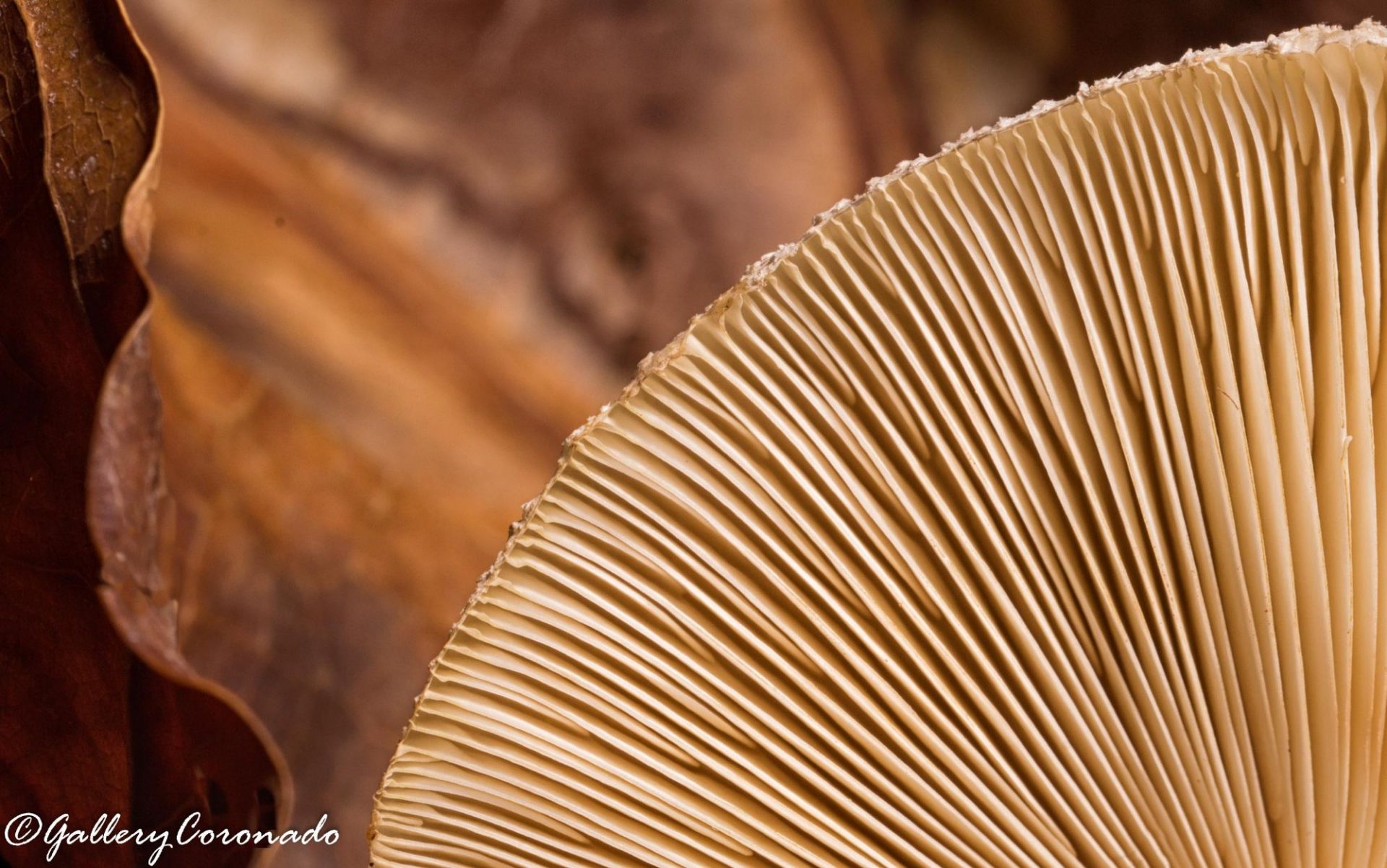 PL_Leaf part mushroom texture 2967cf