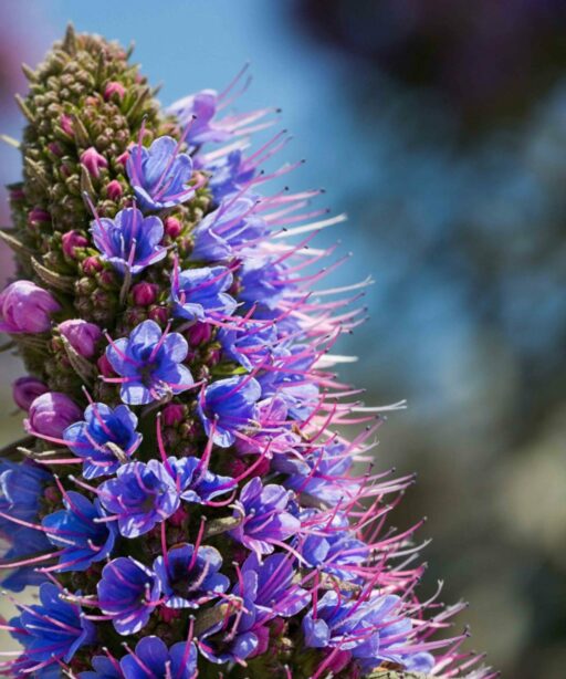 PL_Lilac DEx 16x24 flower 8507