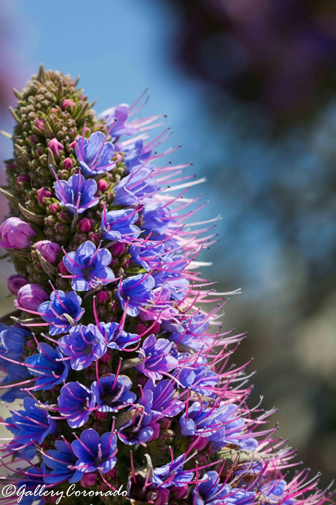PL_Lilac DEx 16x24 flower 8507