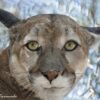 PL_Mtn Lion sRGB 8791cf