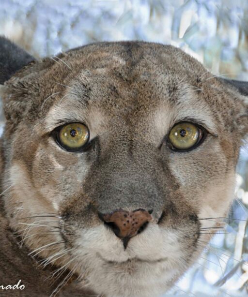 PL_Mtn Lion sRGB 8791cf