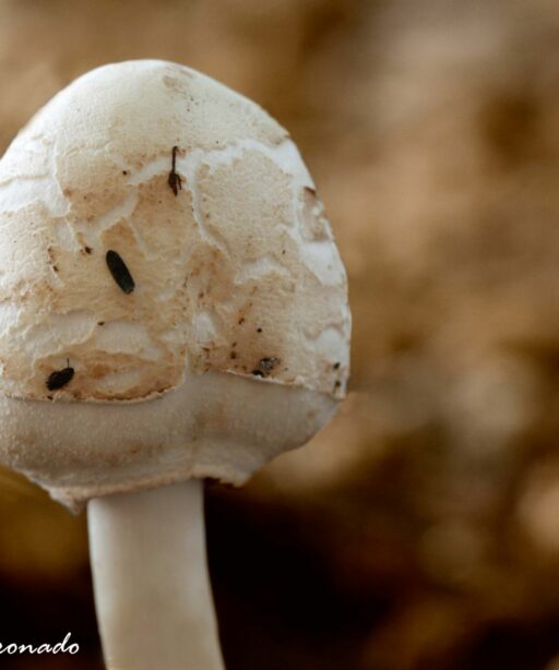 PL_Mushroom 6299cf col Sty PL-2sRGB