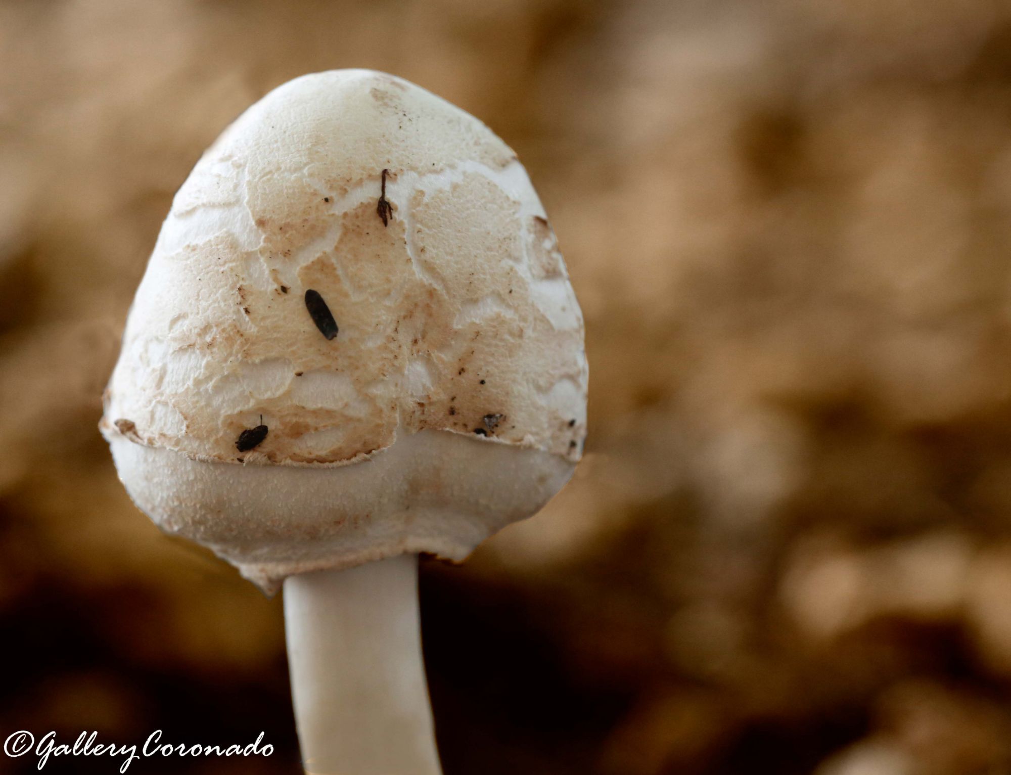 PL_Mushroom 6299cf col Sty PL-2sRGB