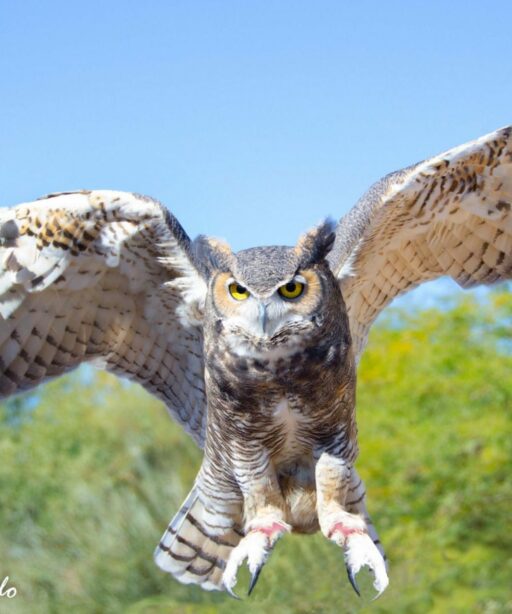 PL_Owl_fly 3 8614 -2sRGB