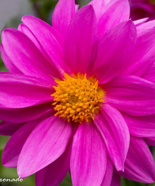 PL_Pink britr Flower 3401 2