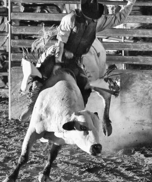 PL_Rider_White bull sRGB B&W 7608eye_jpg