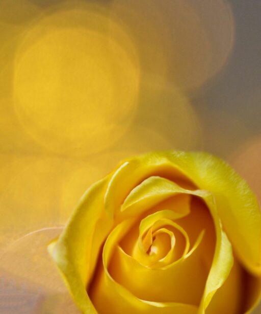 PL_Rose 8x12 0255 on 2227 yellow boket FS PL
