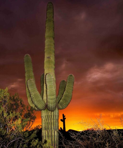 PL_Saguaro cactus sunset Ai CvCk 7491cf_