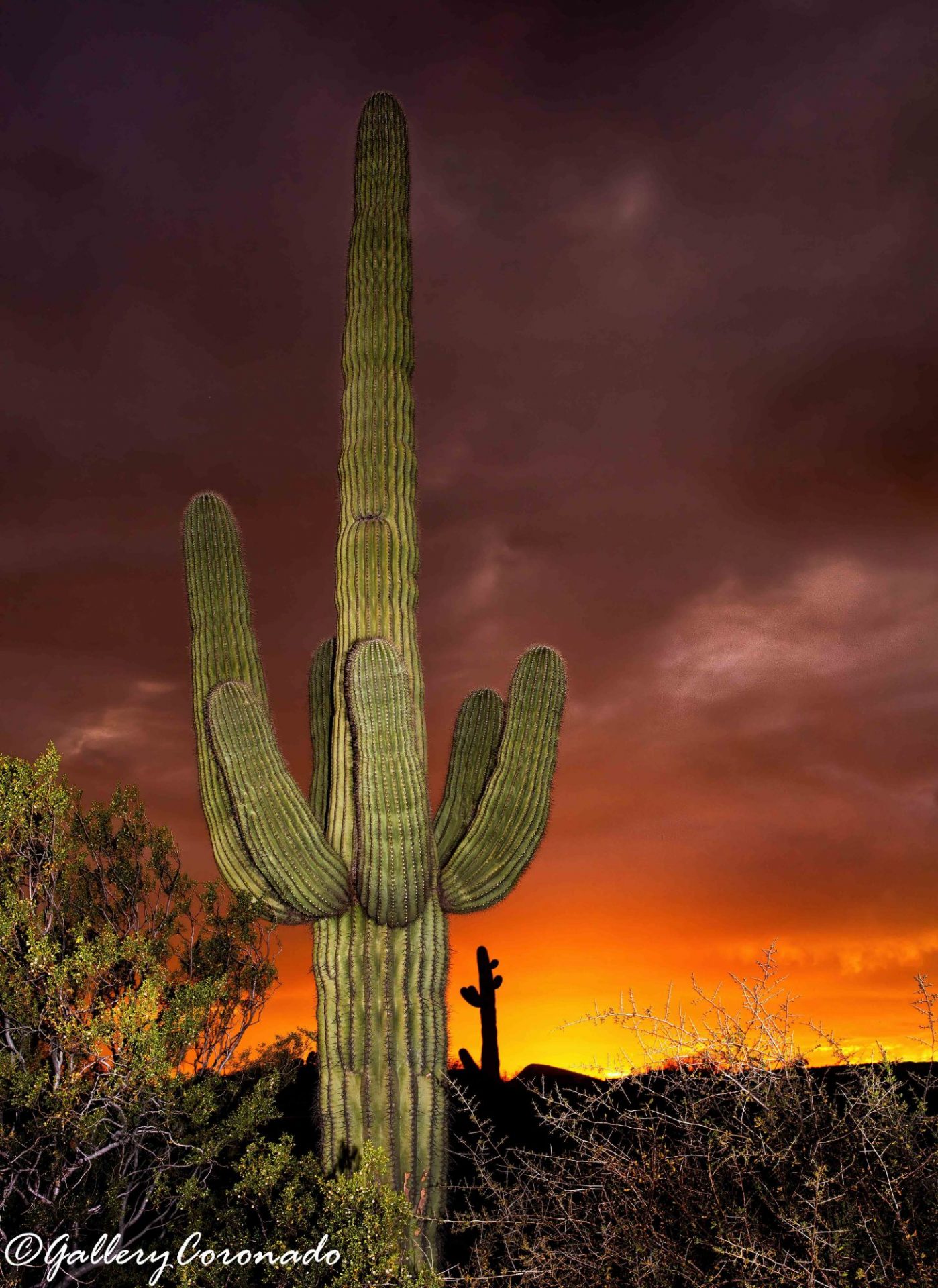 PL_Saguaro cactus sunset Ai CvCk 7491cf_