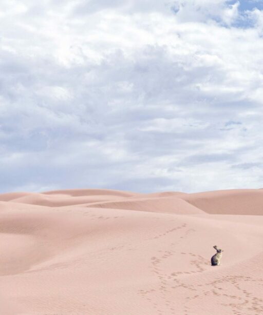 PL_Sand Dune Ai 10x20 rabbit rev cf 4055-bluer