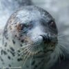 PL_Spotted seal face 1817cf DEx some