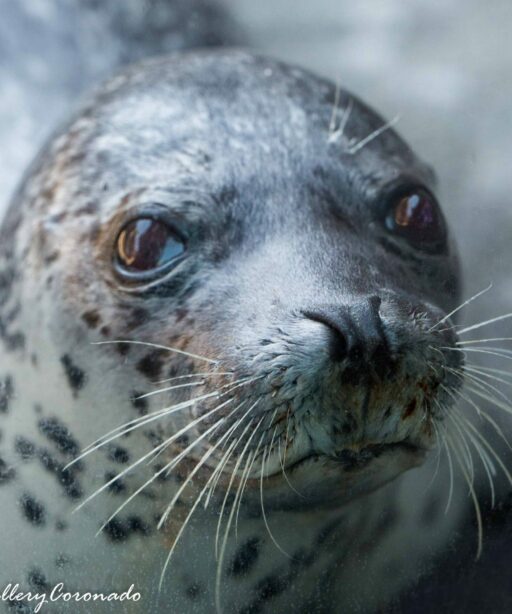 PL_Spotted seal face 1817cf DEx some
