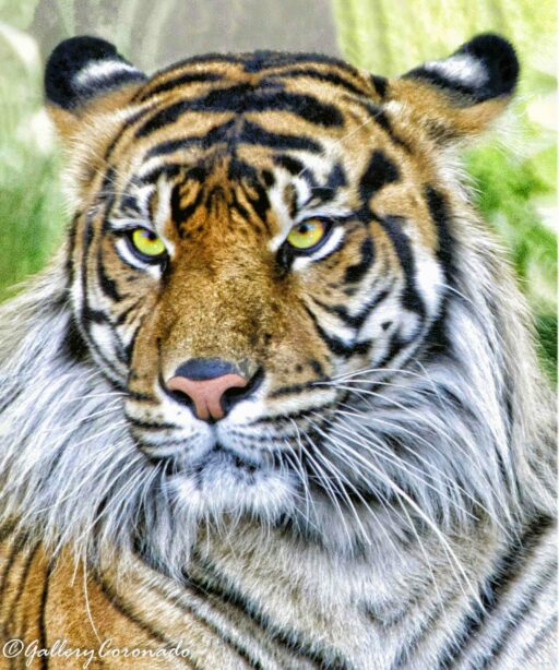 PL_Tiger Ai sRGB 20 x24 trim 8682cf ton