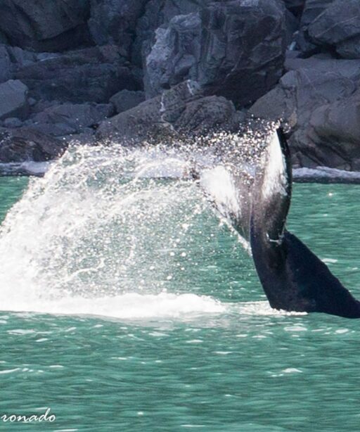 PL_Whale Tail Seward 1596cf ton DEx B&C
