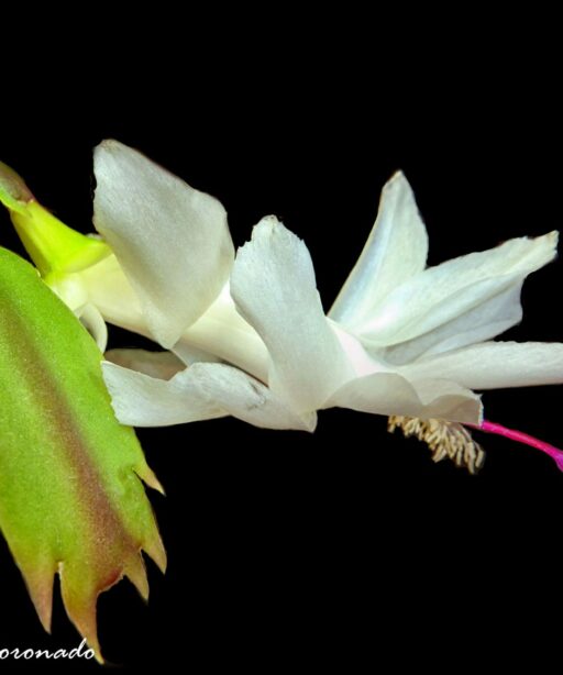 PL_Xmas cactus bloom 2 bst white flower PatL