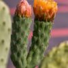 PL_cactus flowers two 3363cf DEx