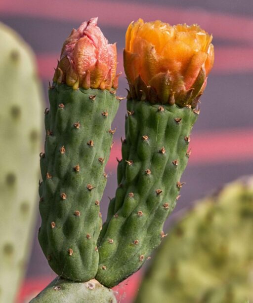 PL_cactus flowers two 3363cf DEx