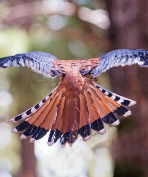 PL_fly away bird back feathers 4484cf DExProC