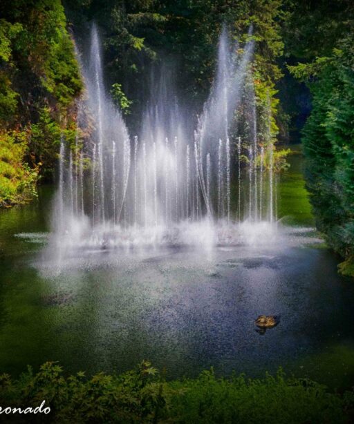 PL_fountain in lake 3143cf detEx vin FilmEf duck2 bst PatL