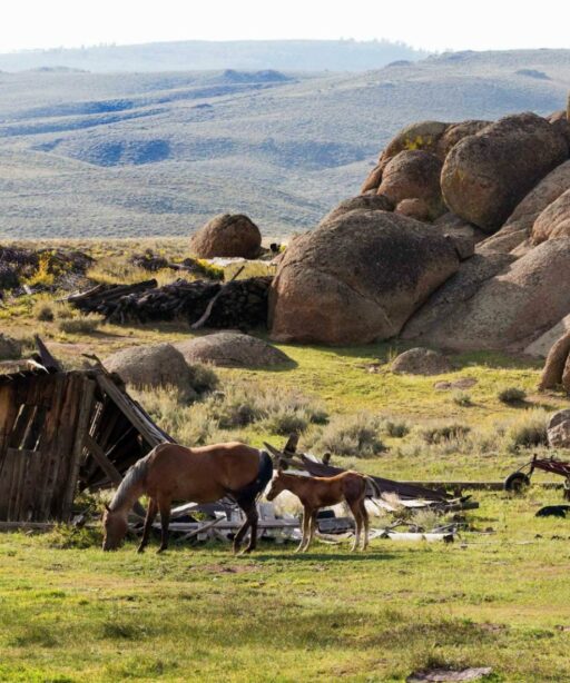 PL_horses Ai rocks CO 7890cf