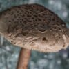 PL_mushroom broken glass boket 5453cf V no ln
