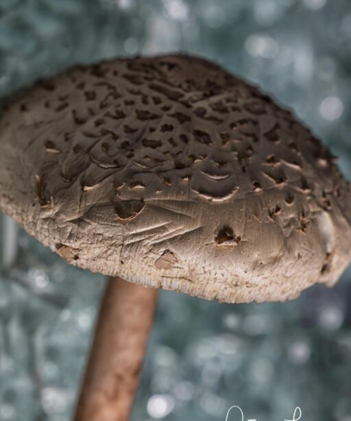 PL_mushroom broken glass boket 5453cf V no ln