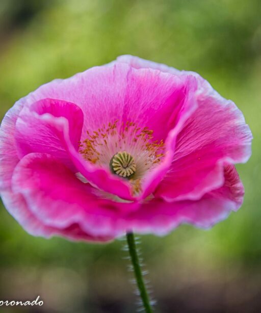 PL_pink flower green_2020cf from RAW cf detE proC