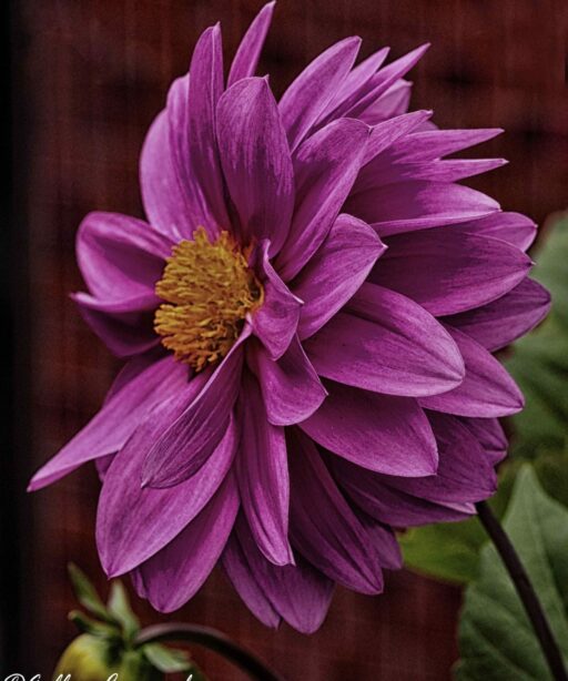 PL_pink flower yel ctr cf dark DEx ProC 3405 (1)