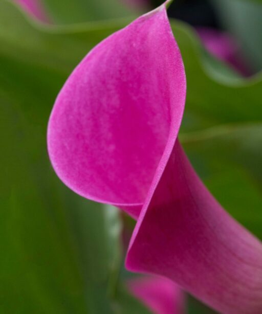 PL_pink funnel flower 1782V