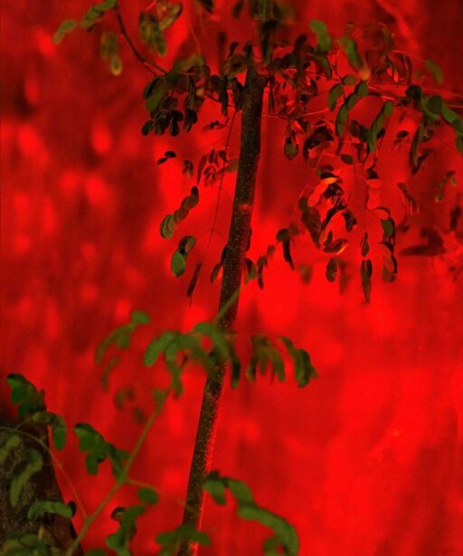 PL_red A1 tree 8x12+ raw 1768 3