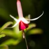 PL_red white long flower stamen 3423cf detEx hd28vin