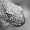 PL_snake sRGB macro B&W 0349