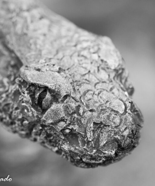 PL_snake sRGB macro B&W 0349