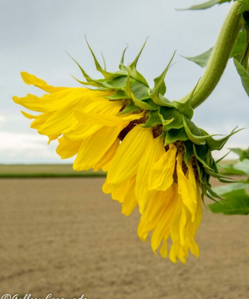 PL_sunflower bst print 8199