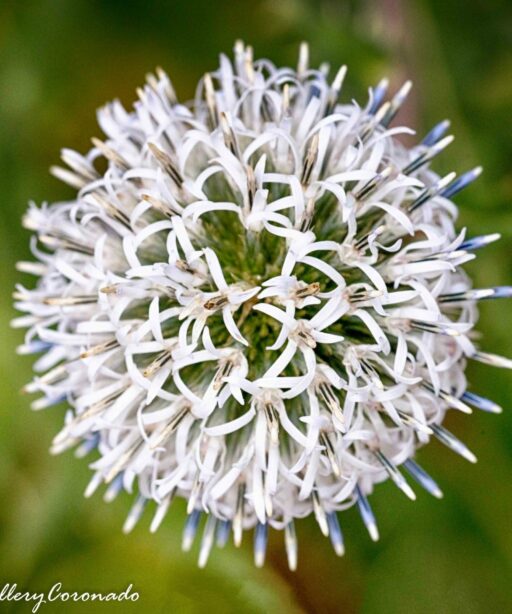 PL_white ball flower square 6611hd3