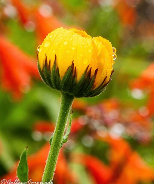 PL_yellow11x14 Ai dkrflower Switz bokeh 9149