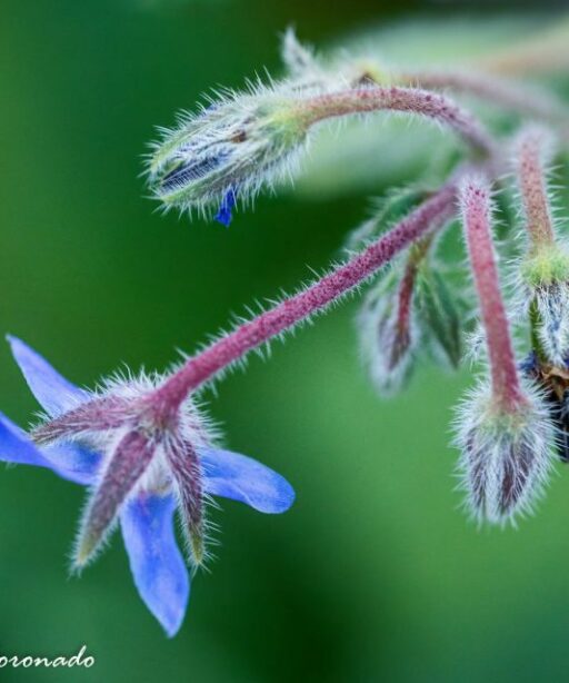 Blue Flower Back Ai Buds Cor 6056 -2} Patricia