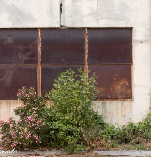 Building Abandoned Window Shrub Plant Composition Lonely Fave Dd2 2550