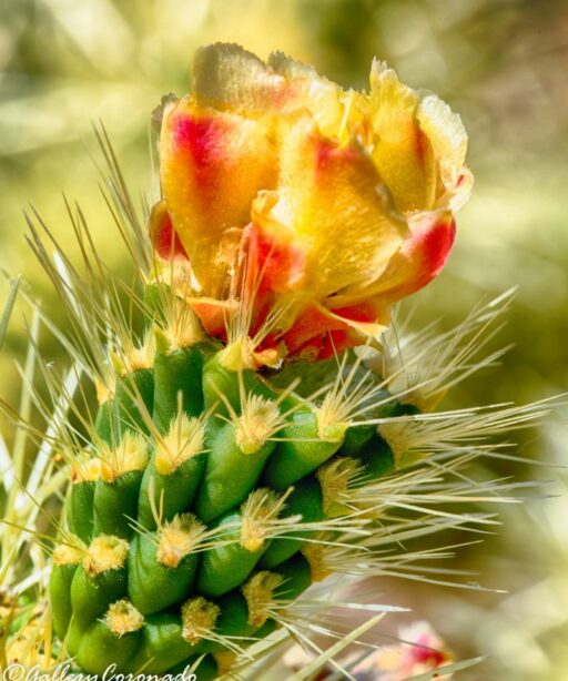 Cactus Bloom Ai Yellow Red 6155hd-2} Patricia