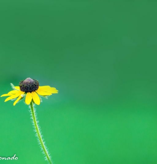 Daisy More Green2434minimal -2} Patricia