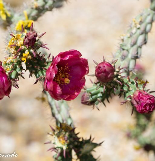 Flower Cactus Dd2 9829 Fave Buckhorncholla