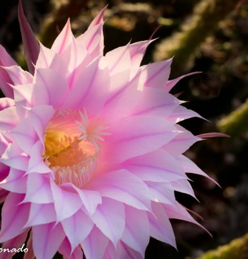 Flower Cactus Fave Purple Large Dd2 8398 Fave