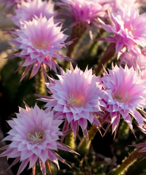 Flower Cactus Purple Large Dd2 8387 Fave
