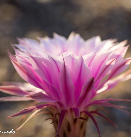 Flower Cactus Purple Large Dd2 8395 Ai Sh Fave