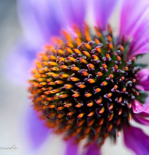 Flower Fave Macro Close Purple Wet