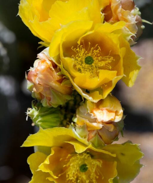 Flower Pricklypear Dd2 9793 Yellow Fave