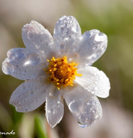 Flower White Fave Water Droplets